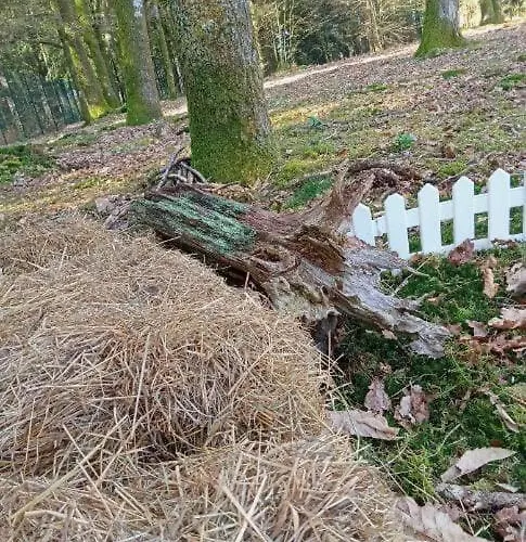 La Bulle Du Temps - Clemenson 1979 *